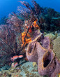 Black Bar Soldier Fish in the Carribean