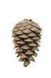 Cone-Pinon-Pine Nuts Isolated ...