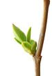 Isolated branch and buds.