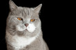 British Shorthair Cat on black Background