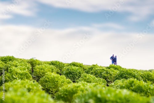 Photo: Growers checking on their lettuce crop Growers checking on their lettuce crop