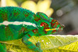 Foto: caméléon caméléon