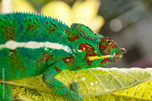 Photo: caméléon caméléon