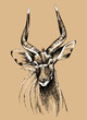 Vector sketch of a male nyala antelope