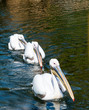 Three Great White Pelicans swimming in formation