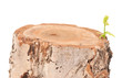 Tree stump