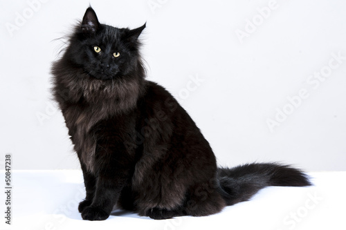 Photo: gatto nero 4 gatto nero 4