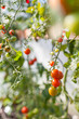 Strauchtomaten