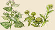 Burdock and thistle, painted in vintage manner