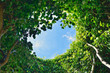Foto: Sky through the leaves Sky through the leaves