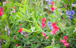 Sweet pea