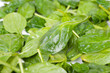 spinach leaves