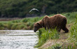 Küstenbraunbär wildlife Katmai