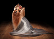 yorkie puppy on table with wooden texture