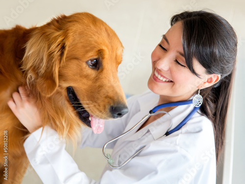 Photo: Vet examining a dog Vet examining a dog