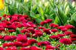 Bellis