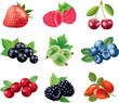 berries photo-realistic vector set