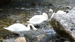 Swan eating on the river