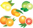 citrus fruits photo-realistic vector set
