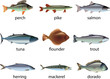 fish photo-realistic vector set