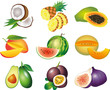 exotic fruits photo-realistic vector set