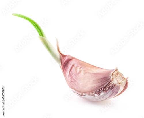 Photo: Garlic isolated on white background Garlic isolated on white background