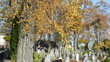 colorful autumn birch tree branch grow rural country cemetery