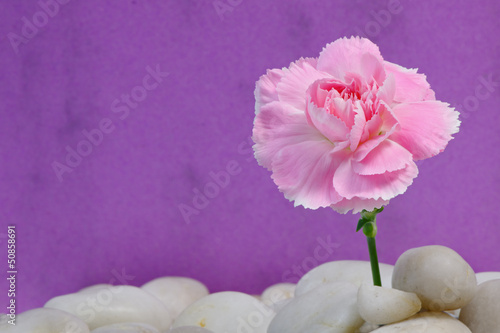 Photo: Carnation on Pebbles Carnation on Pebbles