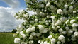 beautiful blossoming viburnum in spring garden