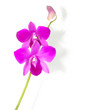 Orchid flower vector illustration