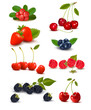Big group of fresh berries and cherries. Vector illustration.