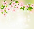 Spring background with blossoming tree brunch with spring flower