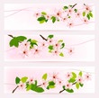 Three Spring Banners With Blos...
