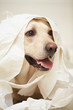 Labrador retriever is playing with toilet paper