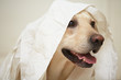 Labrador retriever is playing with toilet paper