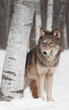 Grey Wolf (Canis lupus) Peers around Birch Tree