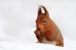 Frozen Nuts