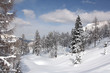 canvas print picture - Snow in forest