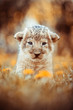 African lion's whelp sitting in the grass