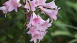 belladonna lilies