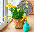 Basket with daffodils and sprayer on the balcony window.