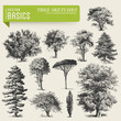 vector elements: tree sketches