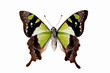 Photo: Butterfly - Macleays Swallowtail underside, Graphium macleayanus Butterfly - Macleays Swallowtail underside, Graphium macleayanus