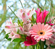 Frühlingsgruß mit Tulpen, Alstromerien und Gerberas