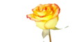 Flower, zoom motion, camera movement along the slider