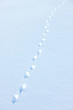 Animal trail in snow