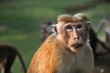 Portrait of a young wild toque macaque