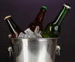 Beer bottles in ice bucket on darck purple background