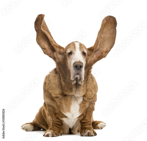 Photo: Old Basset Hound sitting with ears up, isolated on white Old Basset Hound sitting with ears up, isolated on white