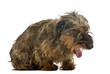 Dachshund yawning, isolated on white